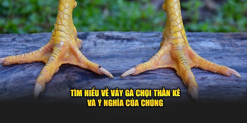 Tìm Hiểu Về Vảy Gà Chọi Thần Kê Và Ý Nghĩa Của Chúng